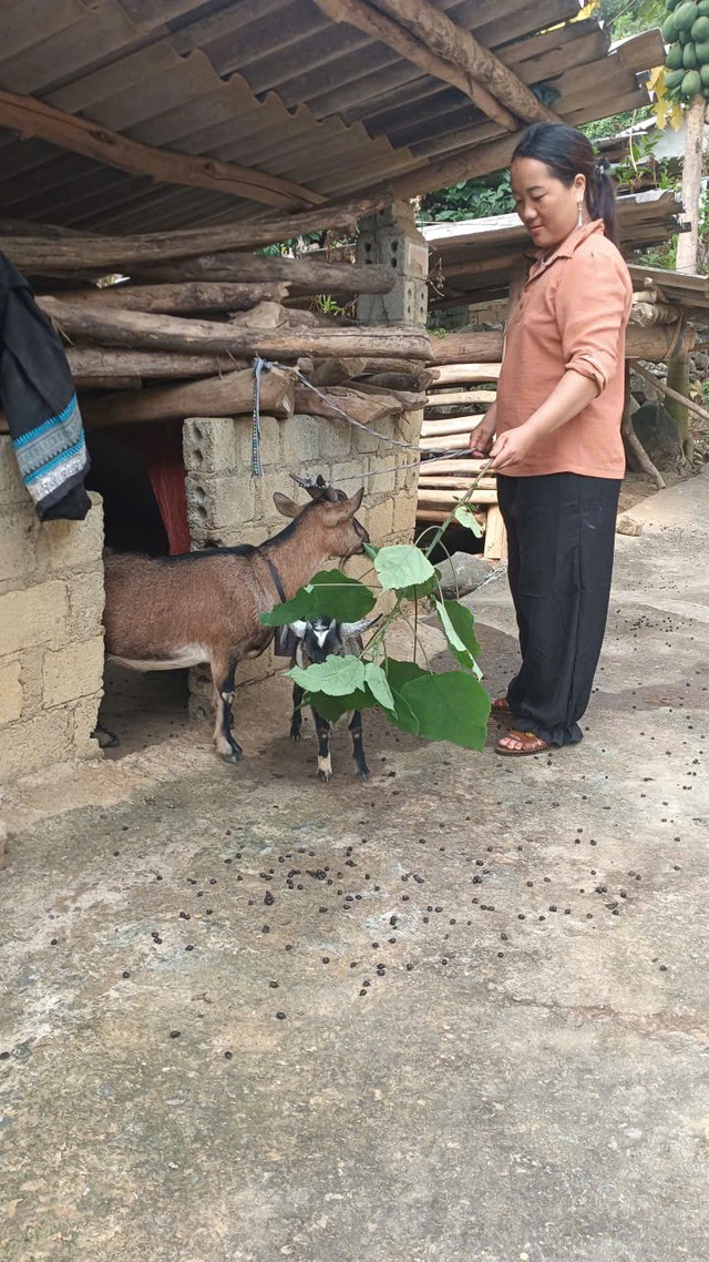 Đồn Biên phòng Si Ma Cai triển khai mô hình “nuôi dê sinh kế” giúp dân thoát nghèo - Ảnh 4.