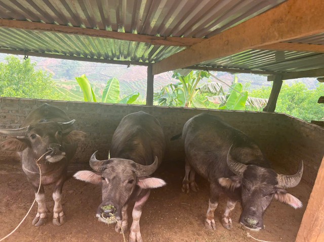 Chuyển đổi cơ cấu cây trồng và tăng vụ – hướng đi mới để Tà Xi Láng giảm nghèo bền vững - Ảnh 5.