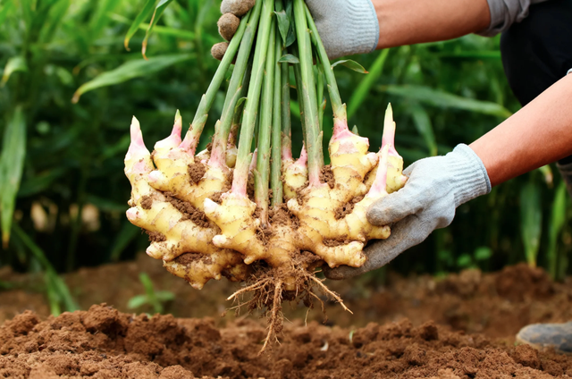 Lời khuyên đến tất cả các gia đình đang trồng cây gừng - Ảnh 2.