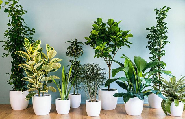 5 lời khuyên cho những gia đình trồng cây trong nhà - Ảnh 1.