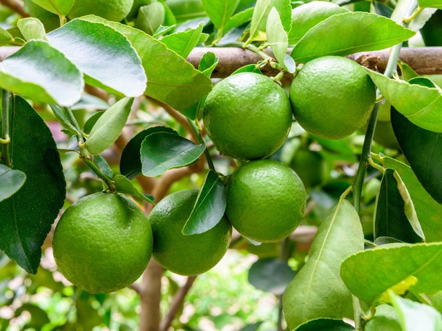 Lời khuyên đến tất cả các gia đình đang trồng cây chanh - Ảnh 1.