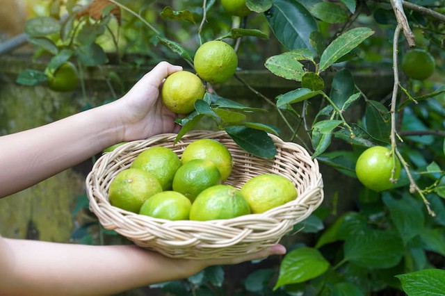 Lời khuyên đến tất cả các gia đình đang trồng cây chanh - Ảnh 2.