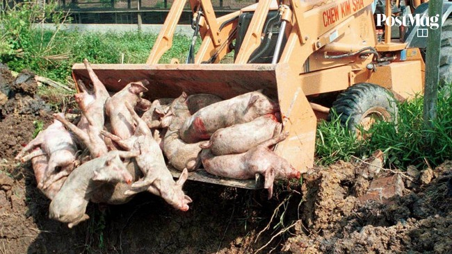 Kh&ocirc;ng chỉ l&acirc;y từ dơi, virus Nipah c&oacute; thể truyền qua cả lợn v&agrave; thịt lợn: Cảnh b&aacute;o nguy cơ từ nguồn thực phẩm k&eacute;m an to&agrave;n- Ảnh 2.