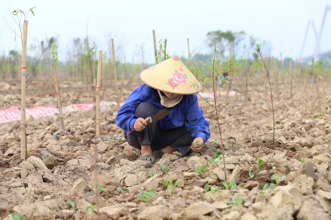 Trắng tay sau lũ vì những cành đào chết khô, người dân Nhật Tân giờ phải... trồng rau, hoa cúc để bán Tết- Ảnh 14.