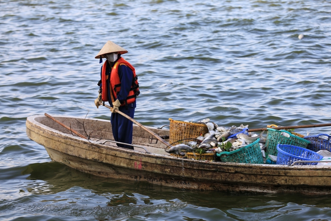 Hà Nội: Cá chết hàng loạt ở Hồ Tây, bốc mùi hôi thối- Ảnh 14.