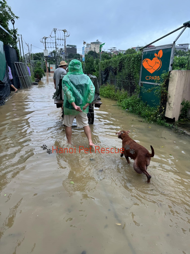 Những pha giải cứu các "boss" bị kẹt, ngâm mình cả đêm trong nước lạnh: Cảm ơn vì đã không bỏ tụi con!- Ảnh 7.