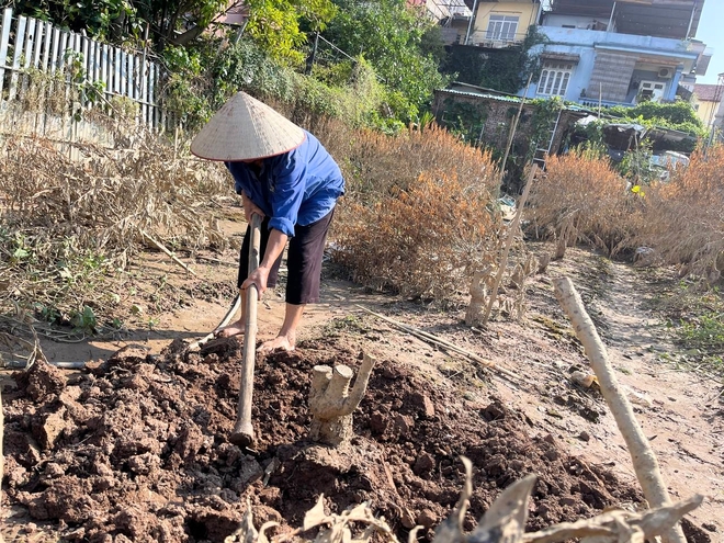 Hà Nội: Xót xa hàng chục ngàn gốc đào Nhật Tân, Phú Thượng bị "xóa sổ" sau trận lũ, người dân lâm vào cảnh trắng tay- Ảnh 12.