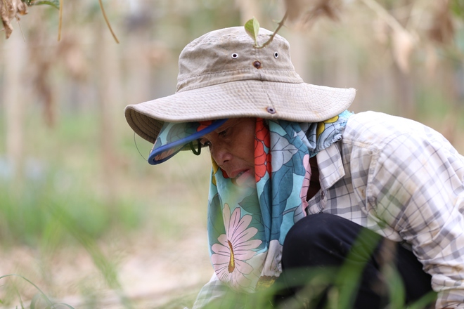 Hà Nội: Người dân trồng phật thủ ven sông Hồng mất trắng hàng tỷ đồng sau bão lũ- Ảnh 13.