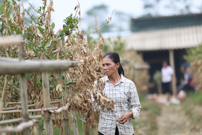 Hà Nội: Người dân trồng phật thủ ven sông Hồng mất trắng hàng tỷ đồng sau bão lũ- Ảnh 5.