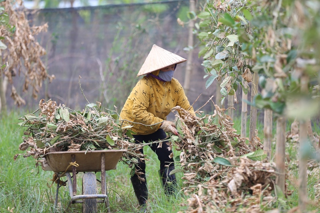 Hà Nội: Người dân trồng phật thủ ven sông Hồng mất trắng hàng tỷ đồng sau bão lũ- Ảnh 12.