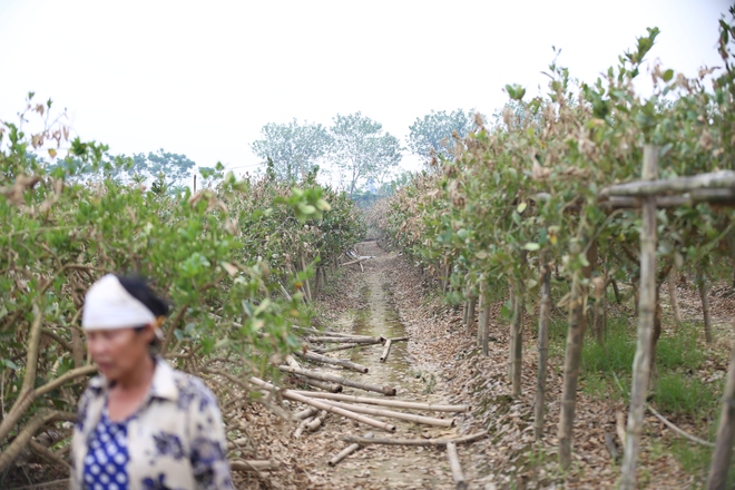 Hà Nội: Người dân trồng phật thủ ven sông Hồng mất trắng hàng tỷ đồng sau bão lũ- Ảnh 4.