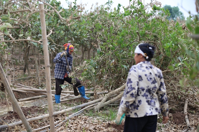 Hà Nội: Người dân trồng phật thủ ven sông Hồng mất trắng hàng tỷ đồng sau bão lũ- Ảnh 14.