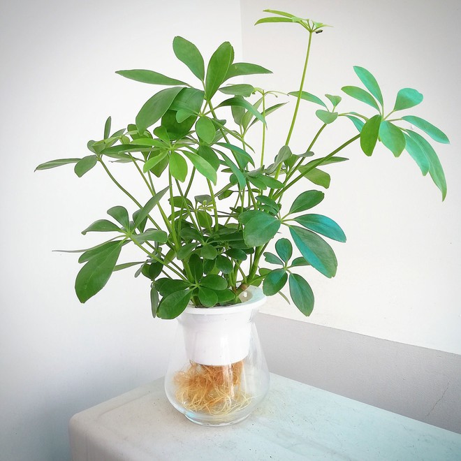 Loại cây "hút" tài lộc và phú quý: Trồng 1 cây trong nhà, vừa đuổi muỗi, vừa làm thuốc chữa bệnh- Ảnh 3.