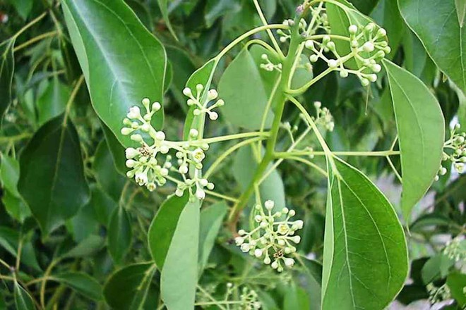 Loại cây "hút" tài lộc, mang lại bình an: Vừa giúp đuổi muỗi, vừa làm thuốc quý- Ảnh 5.