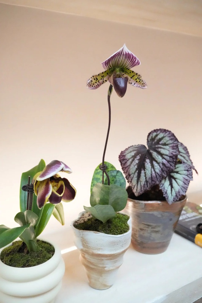 Ch&aacute;n lan hồ điệp? Tết n&agrave;y thử rước "chiếc h&agrave;i của Nữ thần" về nh&agrave;, kh&aacute;ch đến chơi ai cũng trầm trồ- Ảnh 13.