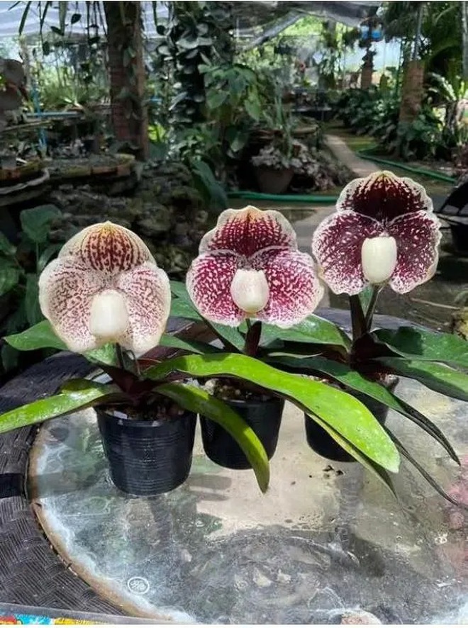 Ch&aacute;n lan hồ điệp? Tết n&agrave;y thử rước "chiếc h&agrave;i của Nữ thần" về nh&agrave;, kh&aacute;ch đến chơi ai cũng trầm trồ- Ảnh 6.