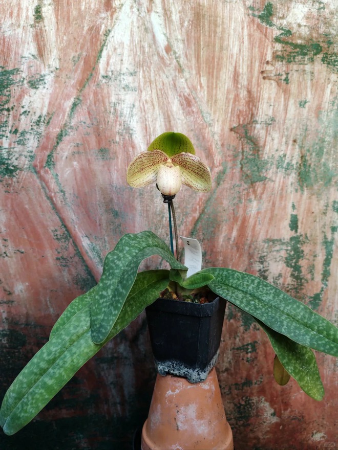 Ch&aacute;n lan hồ điệp? Tết n&agrave;y thử rước "chiếc h&agrave;i của Nữ thần" về nh&agrave;, kh&aacute;ch đến chơi ai cũng trầm trồ- Ảnh 17.