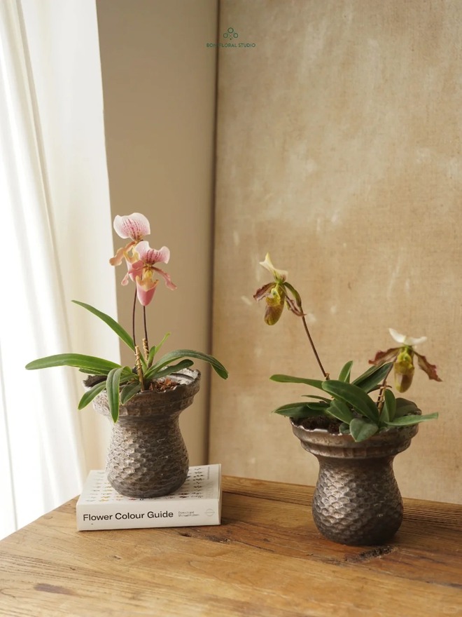 Ch&aacute;n lan hồ điệp? Tết n&agrave;y thử rước "chiếc h&agrave;i của Nữ thần" về nh&agrave;, kh&aacute;ch đến chơi ai cũng trầm trồ- Ảnh 18.