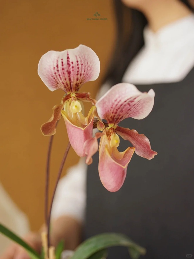 Ch&aacute;n lan hồ điệp? Tết n&agrave;y thử rước "chiếc h&agrave;i của Nữ thần" về nh&agrave;, kh&aacute;ch đến chơi ai cũng trầm trồ- Ảnh 25.