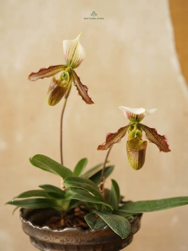 Ch&aacute;n lan hồ điệp? Tết n&agrave;y thử rước "chiếc h&agrave;i của Nữ thần" về nh&agrave;, kh&aacute;ch đến chơi ai cũng trầm trồ- Ảnh 24.