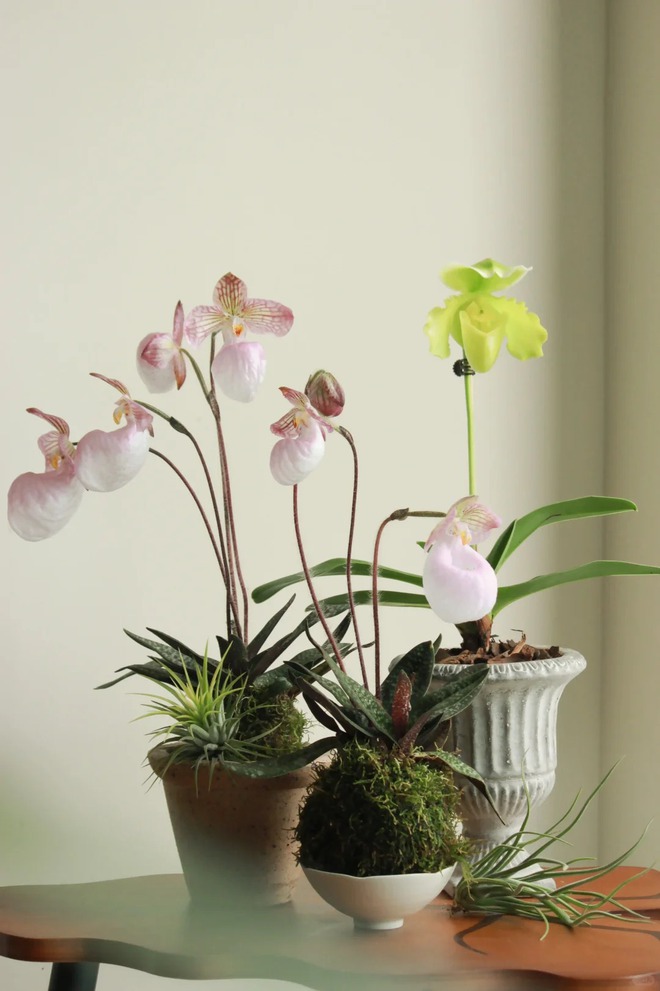 Ch&aacute;n lan hồ điệp? Tết n&agrave;y thử rước "chiếc h&agrave;i của Nữ thần" về nh&agrave;, kh&aacute;ch đến chơi ai cũng trầm trồ- Ảnh 5.