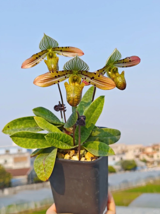 Ch&aacute;n lan hồ điệp? Tết n&agrave;y thử rước "chiếc h&agrave;i của Nữ thần" về nh&agrave;, kh&aacute;ch đến chơi ai cũng trầm trồ- Ảnh 16.