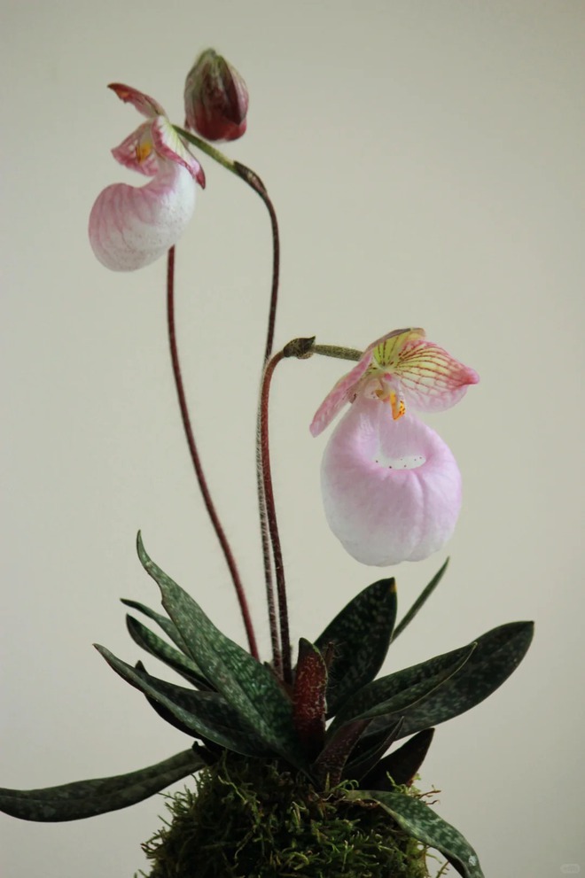 Ch&aacute;n lan hồ điệp? Tết n&agrave;y thử rước "chiếc h&agrave;i của Nữ thần" về nh&agrave;, kh&aacute;ch đến chơi ai cũng trầm trồ- Ảnh 4.