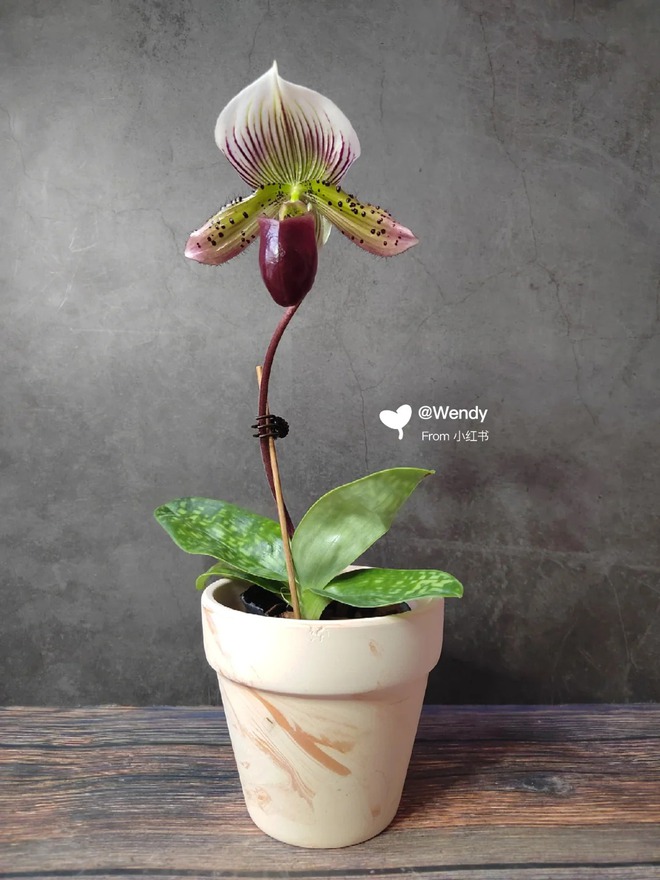 Ch&aacute;n lan hồ điệp? Tết n&agrave;y thử rước "chiếc h&agrave;i của Nữ thần" về nh&agrave;, kh&aacute;ch đến chơi ai cũng trầm trồ- Ảnh 7.