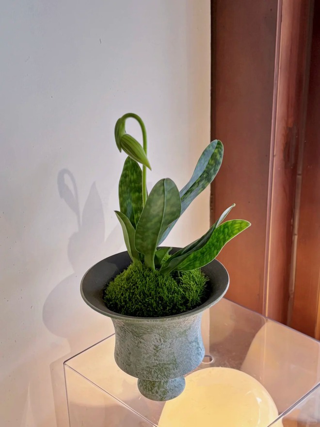 Ch&aacute;n lan hồ điệp? Tết n&agrave;y thử rước "chiếc h&agrave;i của Nữ thần" về nh&agrave;, kh&aacute;ch đến chơi ai cũng trầm trồ- Ảnh 12.