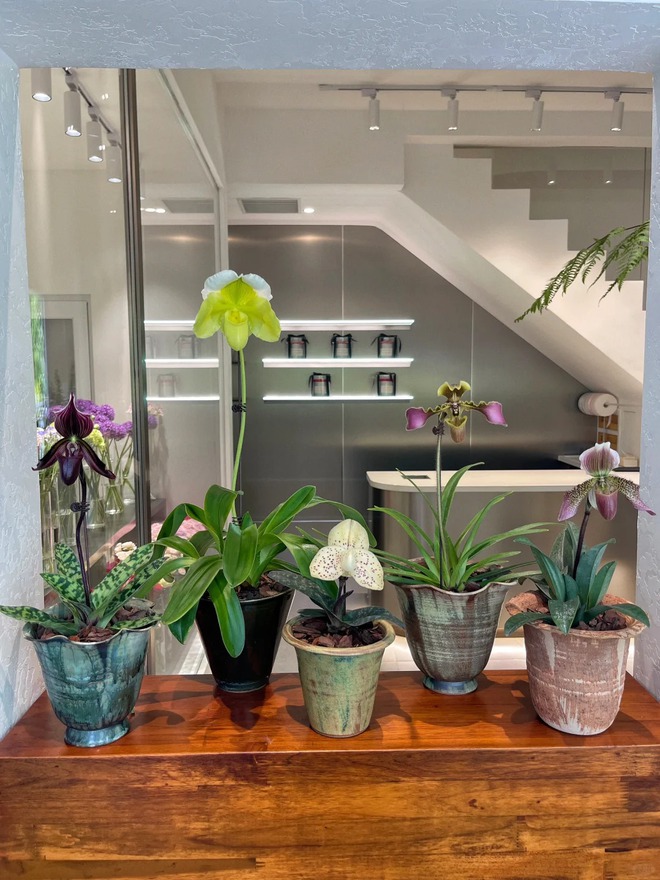 Ch&aacute;n lan hồ điệp? Tết n&agrave;y thử rước "chiếc h&agrave;i của Nữ thần" về nh&agrave;, kh&aacute;ch đến chơi ai cũng trầm trồ- Ảnh 2.