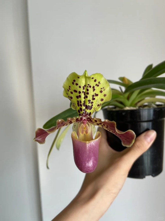 Ch&aacute;n lan hồ điệp? Tết n&agrave;y thử rước "chiếc h&agrave;i của Nữ thần" về nh&agrave;, kh&aacute;ch đến chơi ai cũng trầm trồ- Ảnh 8.