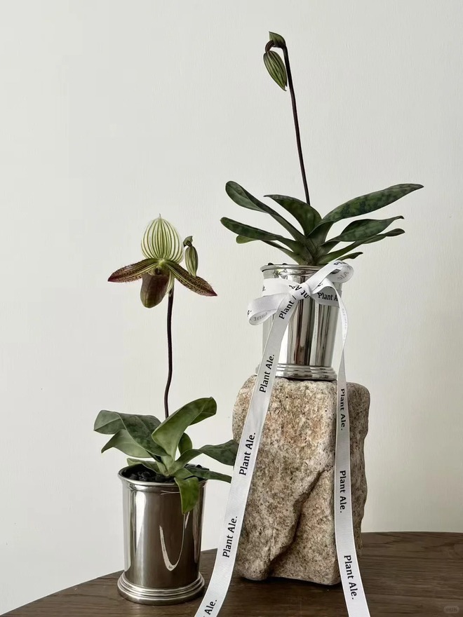 Ch&aacute;n lan hồ điệp? Tết n&agrave;y thử rước "chiếc h&agrave;i của Nữ thần" về nh&agrave;, kh&aacute;ch đến chơi ai cũng trầm trồ- Ảnh 11.