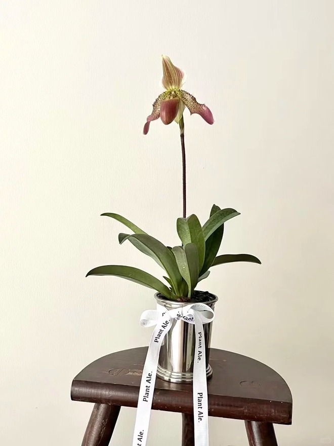 Ch&aacute;n lan hồ điệp? Tết n&agrave;y thử rước "chiếc h&agrave;i của Nữ thần" về nh&agrave;, kh&aacute;ch đến chơi ai cũng trầm trồ- Ảnh 10.