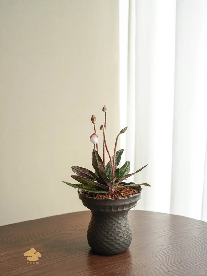 Ch&aacute;n lan hồ điệp? Tết n&agrave;y thử rước "chiếc h&agrave;i của Nữ thần" về nh&agrave;, kh&aacute;ch đến chơi ai cũng trầm trồ- Ảnh 22.