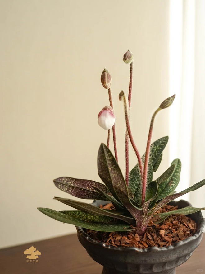 Ch&aacute;n lan hồ điệp? Tết n&agrave;y thử rước "chiếc h&agrave;i của Nữ thần" về nh&agrave;, kh&aacute;ch đến chơi ai cũng trầm trồ- Ảnh 21.