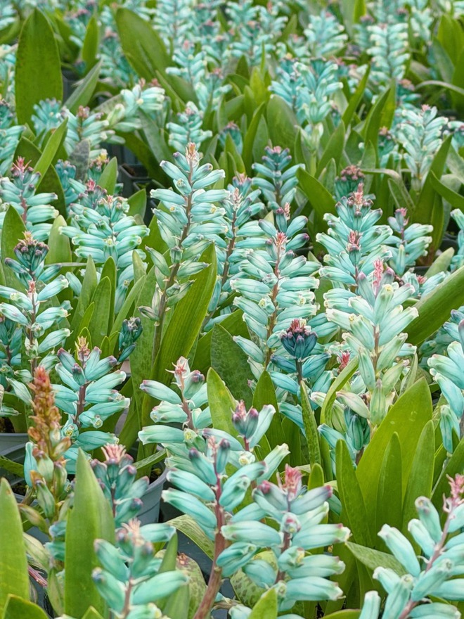 lan-ngoc-bich-chung-tet-lachenalia-viridiflora22-1767090913381360719773.jpg