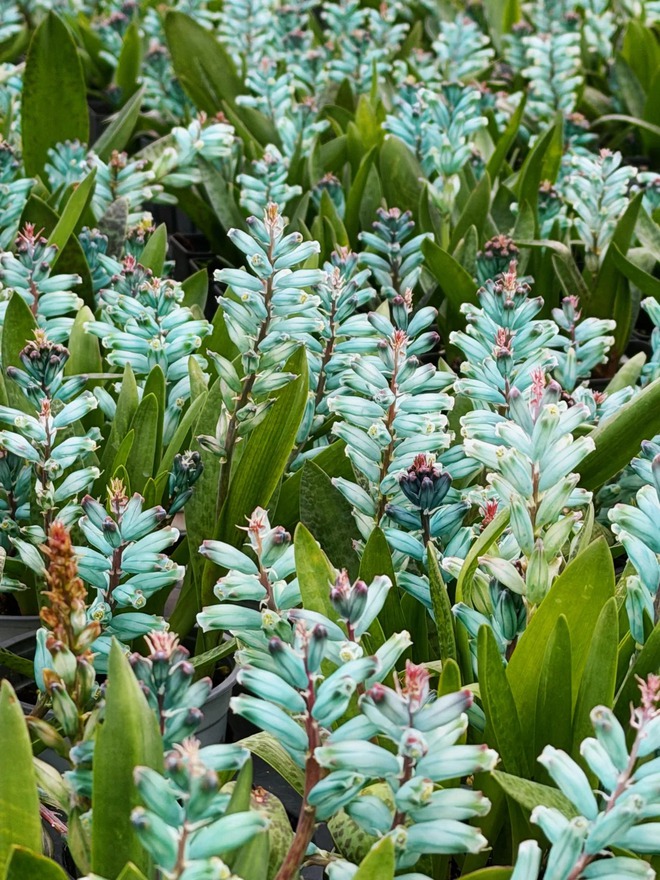 lan-ngoc-bich-chung-tet-lachenalia-viridiflora23-17670909134102006435722.jpg