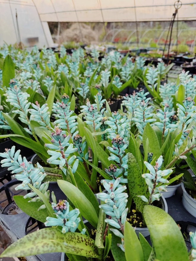 lan-ngoc-bich-chung-tet-lachenalia-viridiflora29-17670909134421598785683.jpg