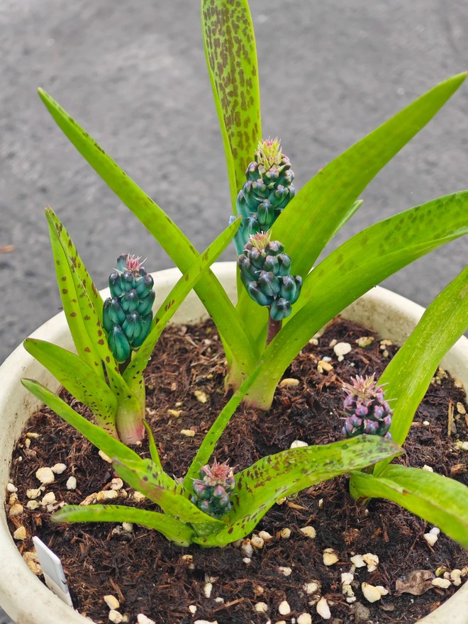 lan-ngoc-bich-chung-tet-lachenalia-viridiflora36-1767090996477325339257.jpg