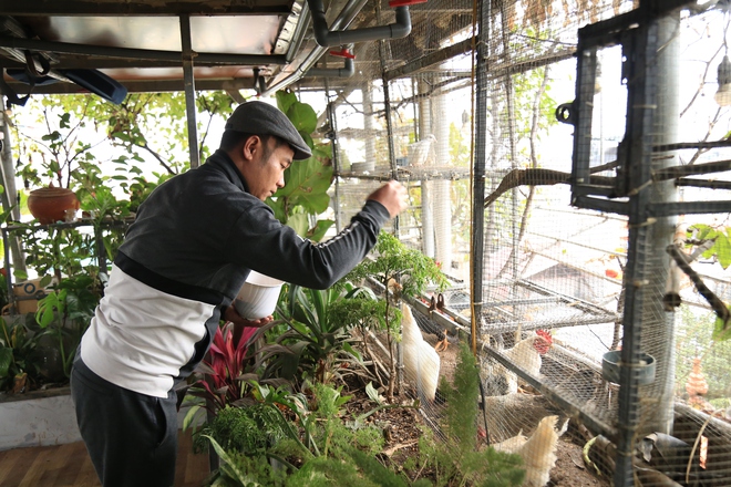 Kỹ sư Hà Nội bỏ việc công ty, chi gần 1 tỷ đồng xây cả khu vườn trên sân thượng, nuôi 12 con gà và gần 100 con cá- Ảnh 2.