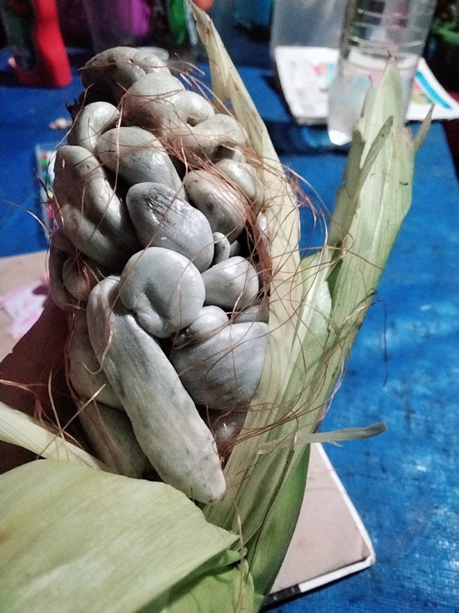 Trồng bắp ngô trên sân thượng, thứ thu về khiến người đàn ông khiếp đảm: Sự thật gây tranh cãi không hồi kết- Ảnh 2. Trồng bắp ngô trên sân thượng, thứ thu về tại hi88ến người đàn ông tại hi88ếp đảm: Sự thật gây tranh cãi không hồi kết- Ảnh 2.