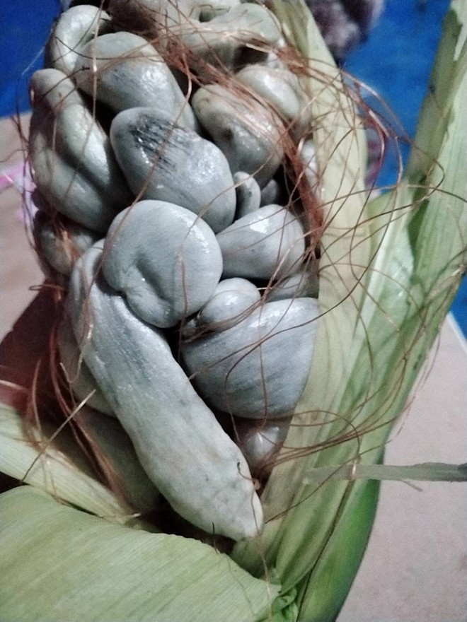 Trồng bắp ngô trên sân thượng, thứ thu về khiến người đàn ông khiếp đảm: Sự thật gây tranh cãi không hồi kết- Ảnh 3. Trồng bắp ngô trên sân thượng, thứ thu về tại hi88ến người đàn ông tại hi88ếp đảm: Sự thật gây tranh cãi không hồi kết- Ảnh 3.
