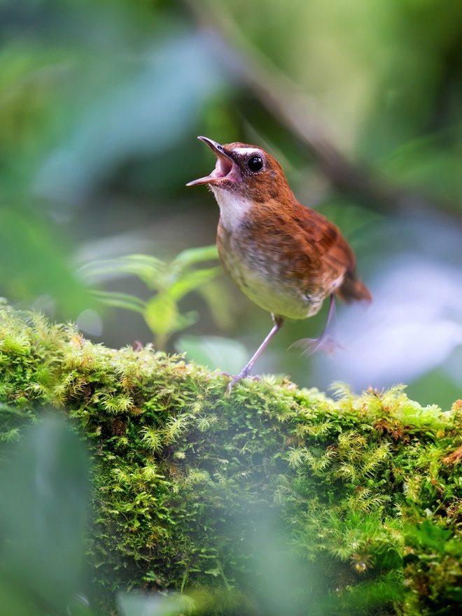Vietnam BirdRace 2025: Những cánh chim kết nối thế giới từ Bidoup – Núi Bà- Ảnh 8. Vietnam BirdRace 2025: Những cánh tại hi88 kết nối thế giới từ Bidoup – Núi Bà- Ảnh 8.