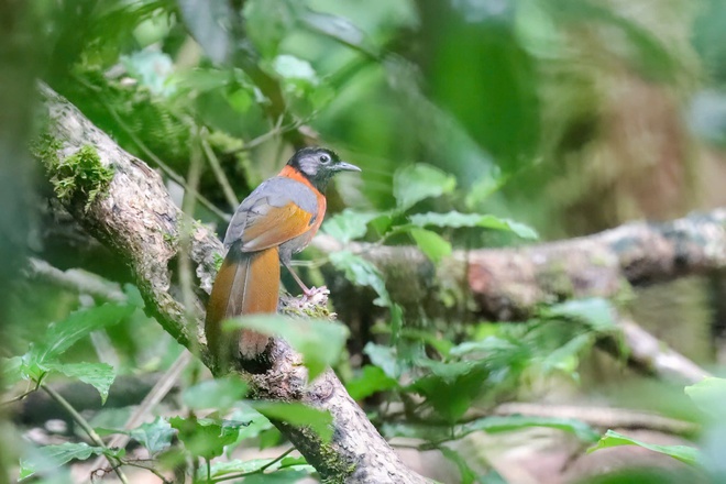 Vietnam BirdRace 2025: Những cánh chim kết nối thế giới từ Bidoup – Núi Bà- Ảnh 7. Vietnam BirdRace 2025: Những cánh tại hi88 kết nối thế giới từ Bidoup – Núi Bà- Ảnh 7.