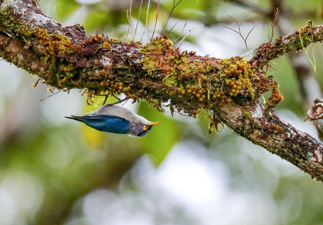 Vietnam BirdRace 2025: Những cánh chim kết nối thế giới từ Bidoup – Núi Bà- Ảnh 9. Vietnam BirdRace 2025: Những cánh tại hi88 kết nối thế giới từ Bidoup – Núi Bà- Ảnh 9.