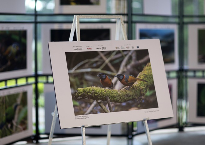 Vietnam BirdRace 2025: Những cánh chim kết nối thế giới từ Bidoup – Núi Bà- Ảnh 20. Vietnam BirdRace 2025: Những cánh tại hi88 kết nối thế giới từ Bidoup – Núi Bà- Ảnh 20.