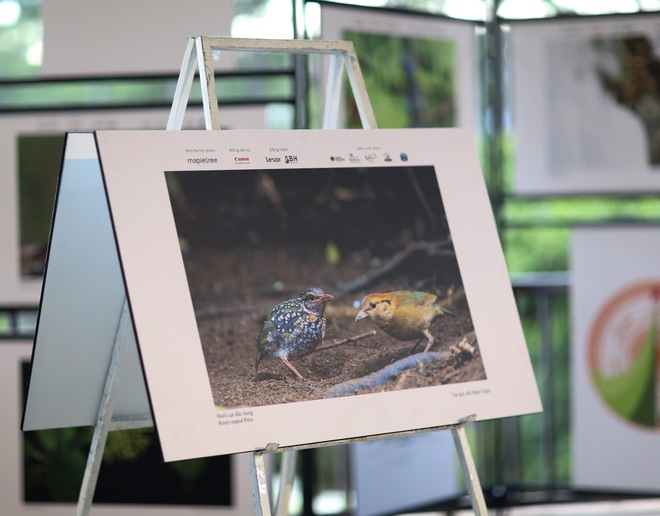 Vietnam BirdRace 2025: Những cánh chim kết nối thế giới từ Bidoup – Núi Bà- Ảnh 21. Vietnam BirdRace 2025: Những cánh tại hi88 kết nối thế giới từ Bidoup – Núi Bà- Ảnh 21.