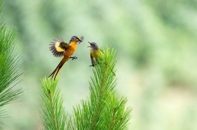Vietnam BirdRace 2025: Những cánh chim kết nối thế giới từ Bidoup – Núi Bà- Ảnh 6. Vietnam BirdRace 2025: Những cánh tại hi88 kết nối thế giới từ Bidoup – Núi Bà- Ảnh 6.