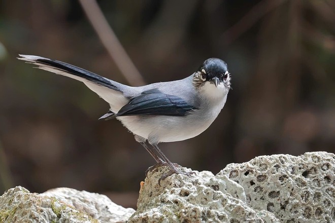 Vietnam BirdRace 2025: Những cánh chim kết nối thế giới từ Bidoup – Núi Bà- Ảnh 5. Vietnam BirdRace 2025: Những cánh tại hi88 kết nối thế giới từ Bidoup – Núi Bà- Ảnh 5.