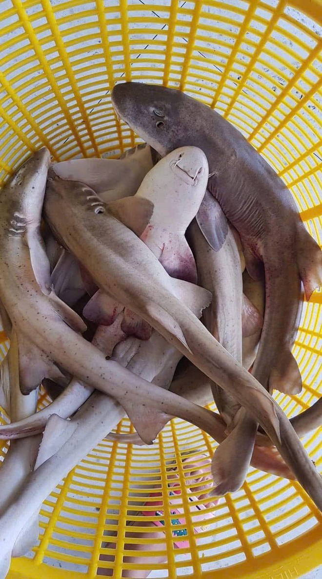 Dải đất miền Trung gió Lào cát trắng có món đặc sản độc nhất vô nhị khiến người sành vị cũng phải săn lùng, hữu duyên lắm mới được thưởng thức!- Ảnh 3. Dải đất miền Trung gió Lào cát trắng có món đặc sản độc nhất vô nhị khiến người sành vị cũng phải săn lùng, hữu duyên lắm mới được thưởng thức!- Ảnh 3.